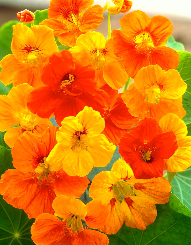 garden nasturtium