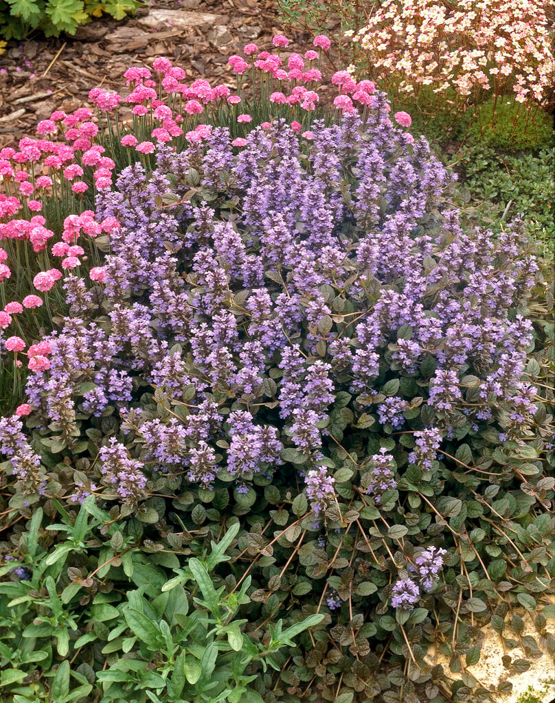 dark purple bugle