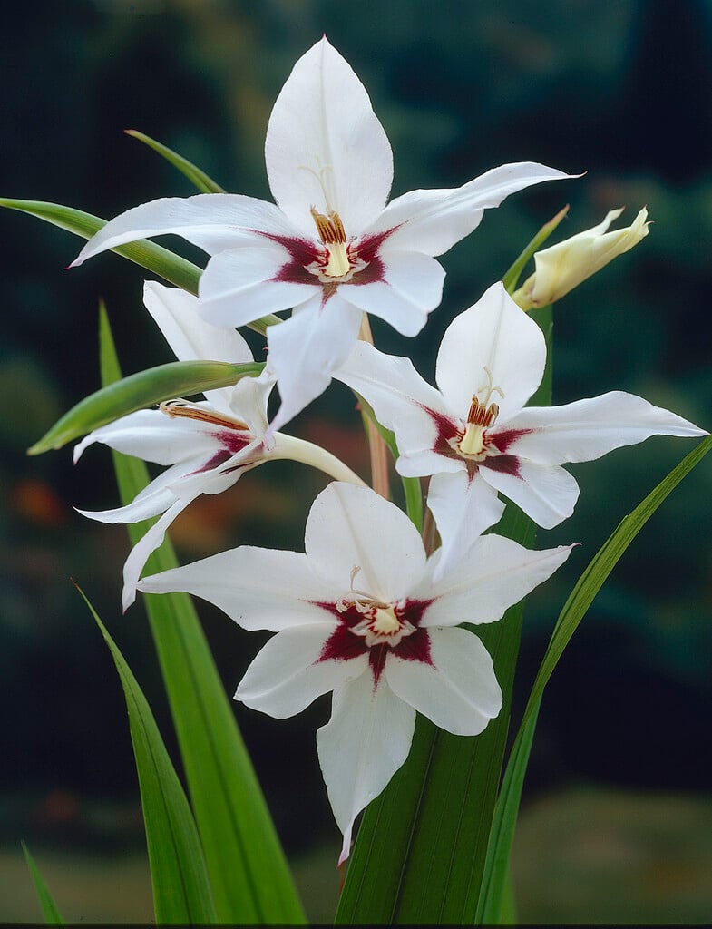 Abyssinian gladiolus