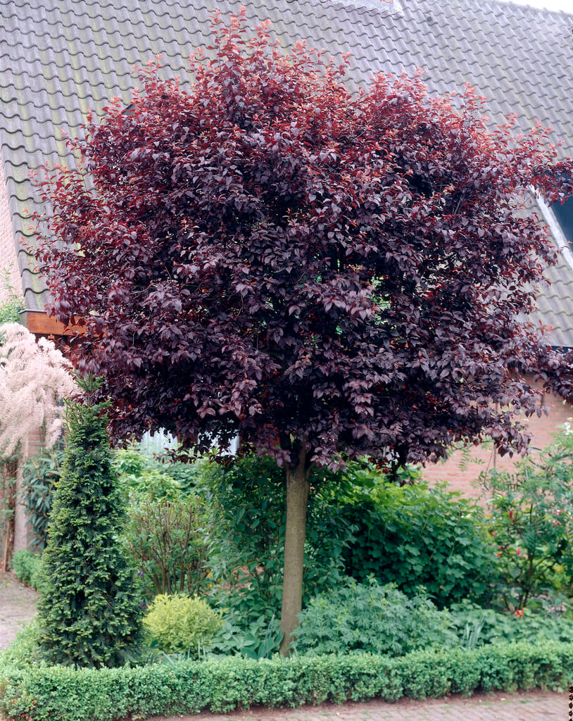 black cherry plum