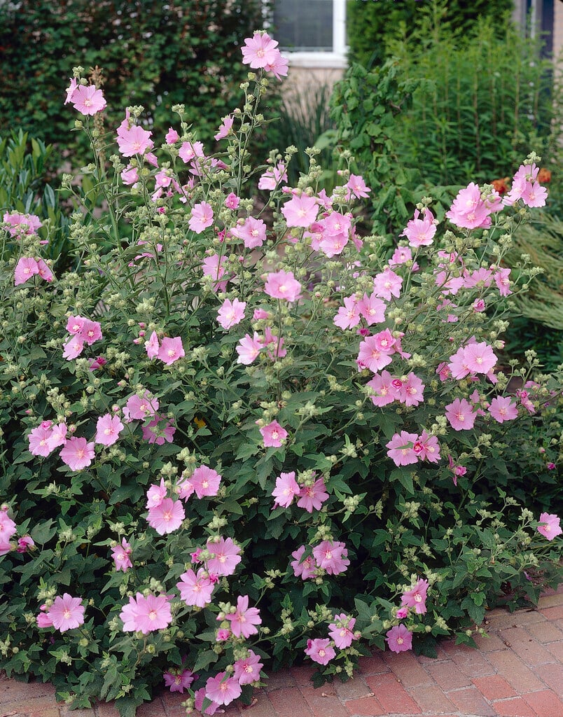 tree mallow 'Rosea'