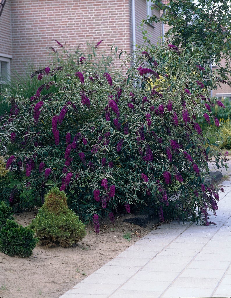 butterfly bush 'Black Knight'