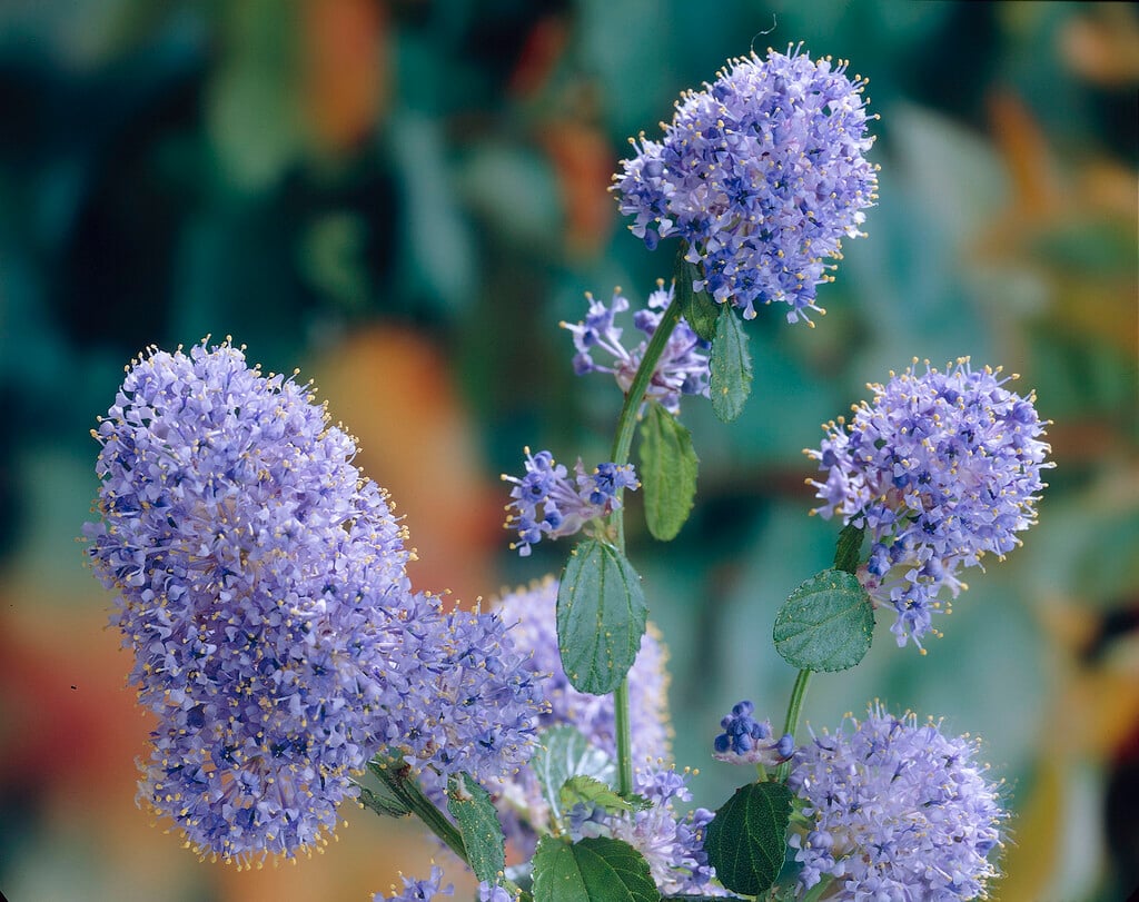creeping blue blossom