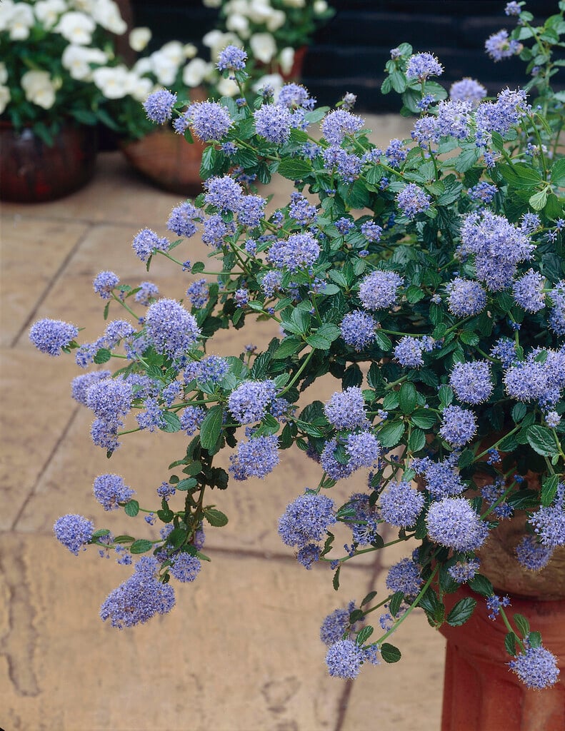 creeping blue blossom