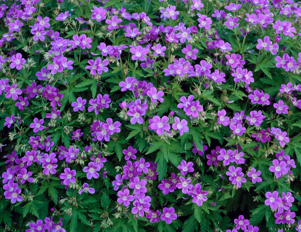 wood cranesbill 'Mayflower'
