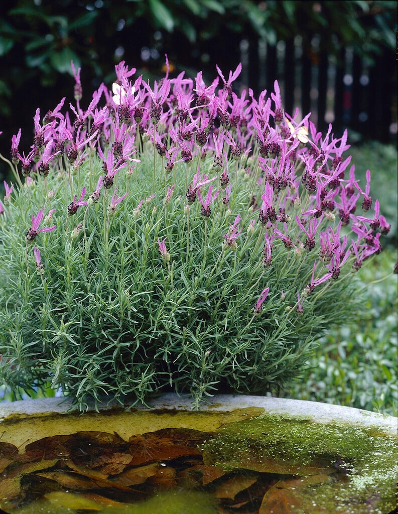 French lavender