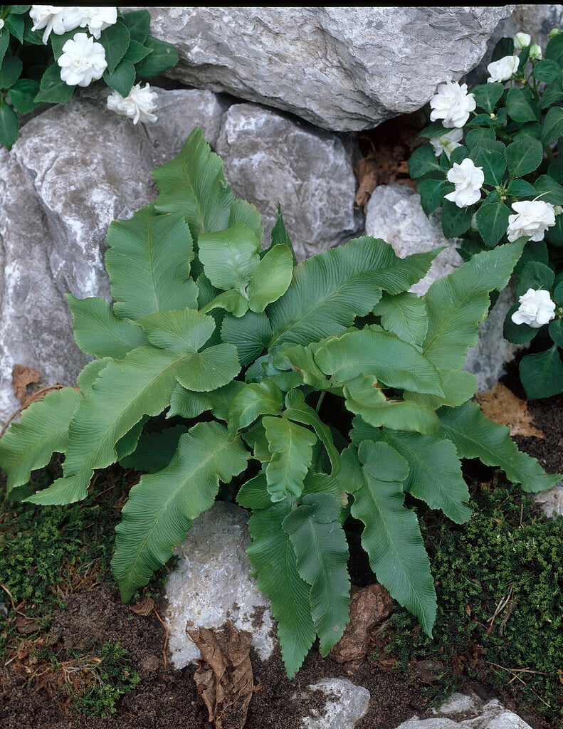 Siebold's wood fern