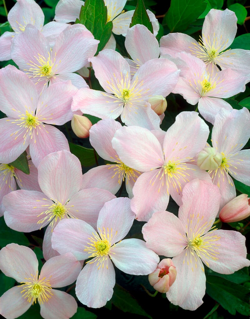 clematis 'Elizabeth'