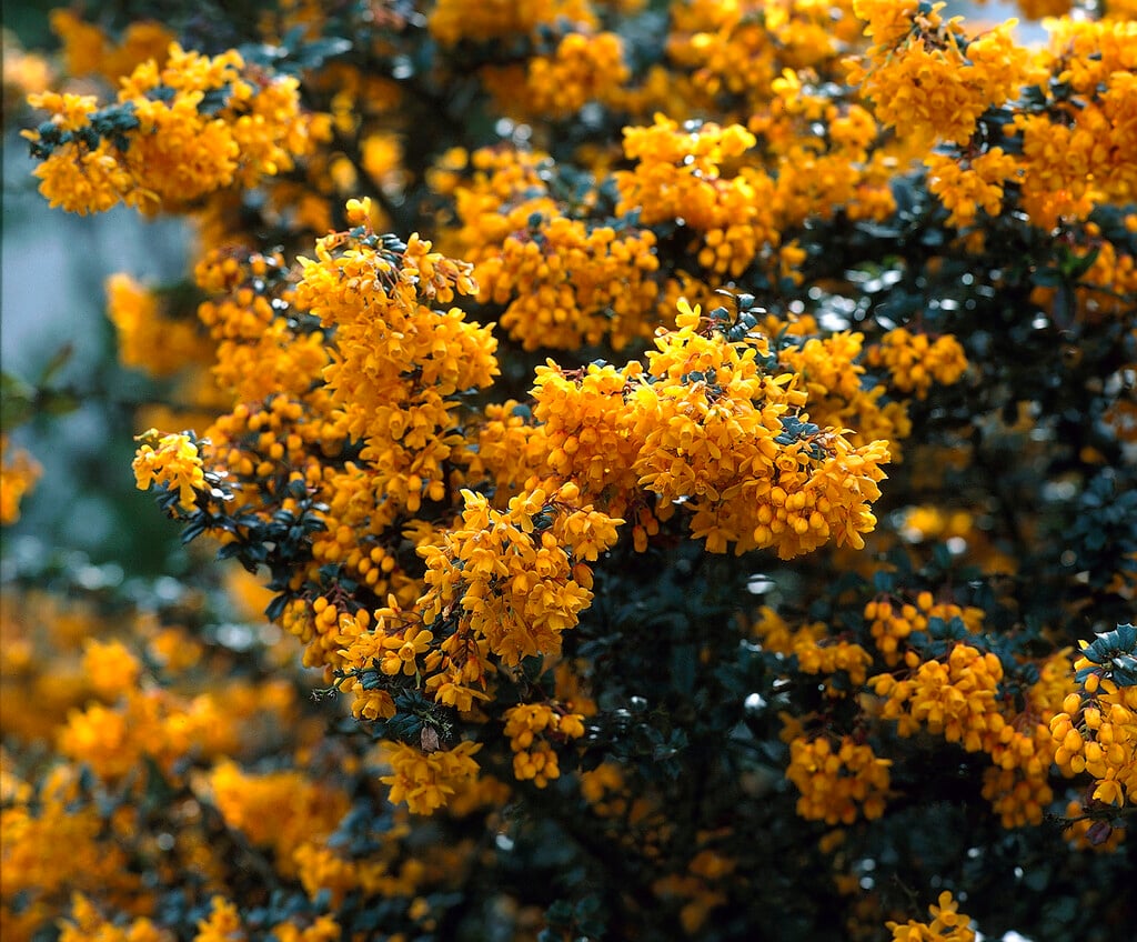 Darwin's barberry