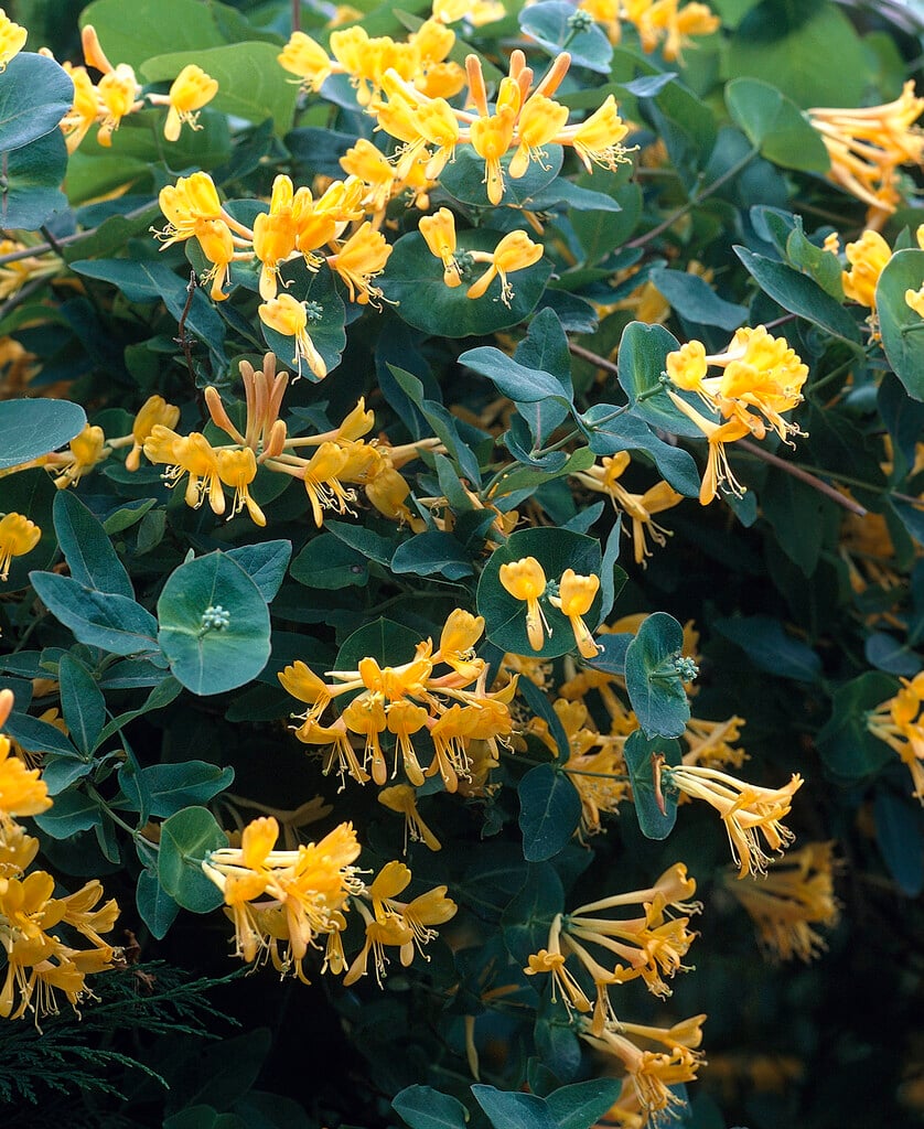 Tellmann's honeysuckle