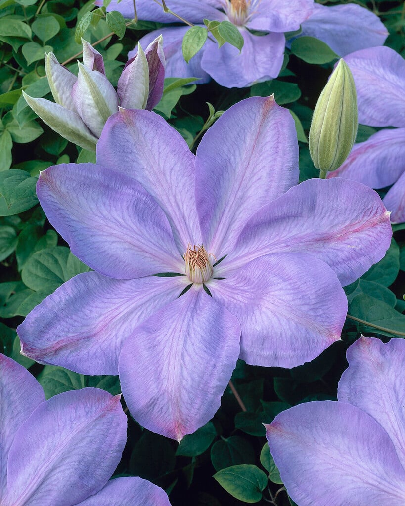 clematis 'Mrs Cholmondeley'