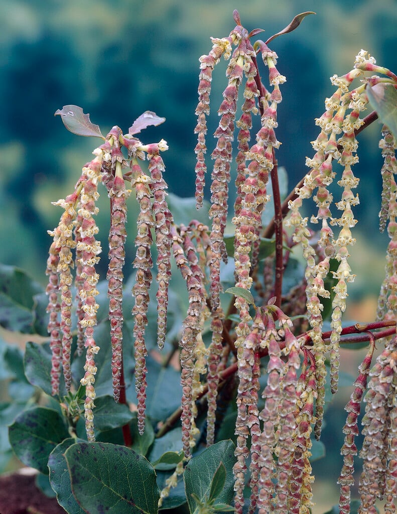 silk tassel bush