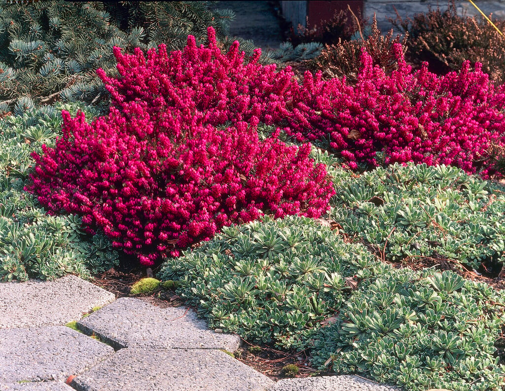 heather 'Myretoun Ruby'
