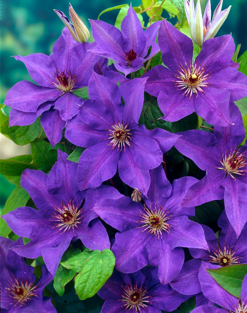 clematis 'The President'