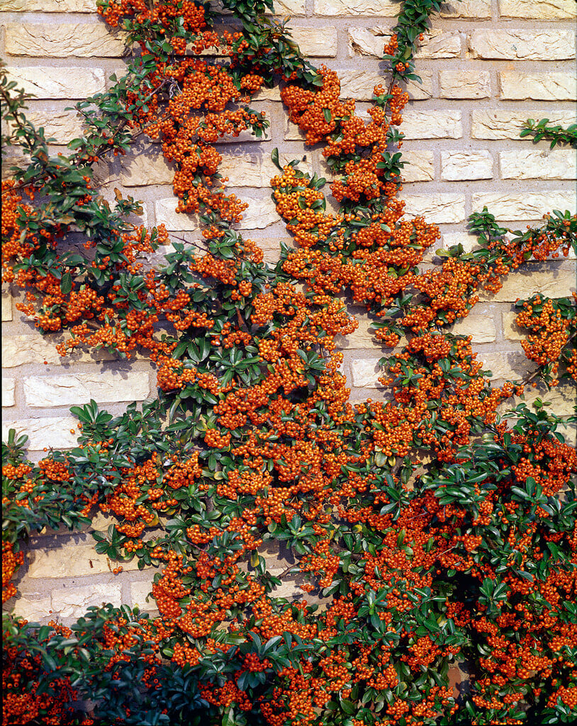 firethorn 'Orange Glow'