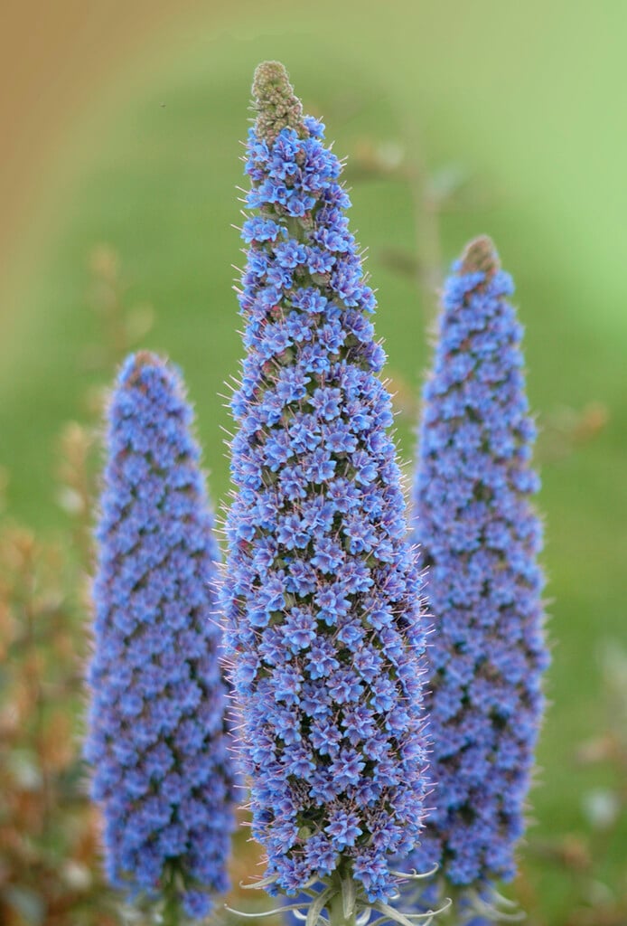 giant viper's bugloss