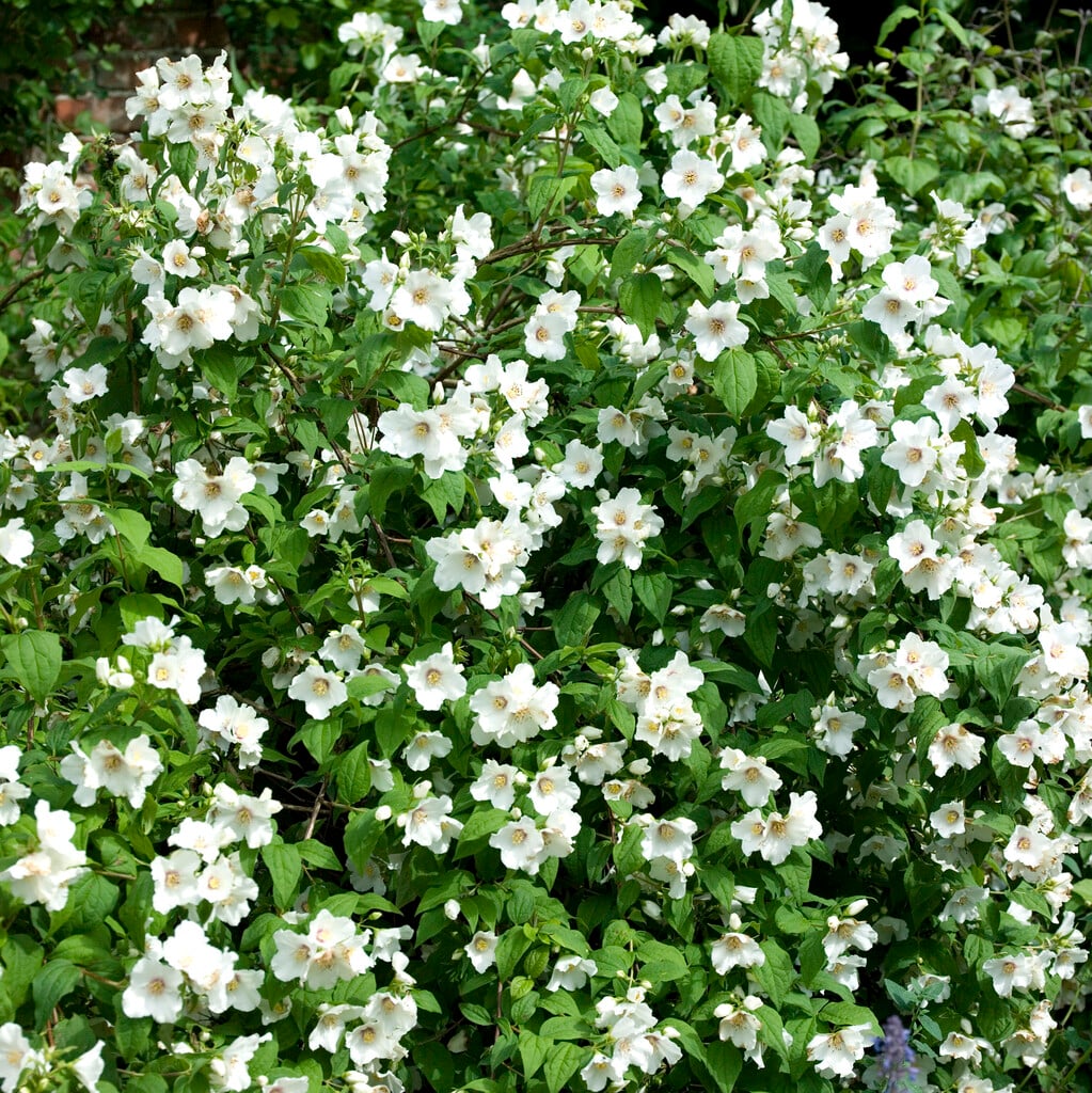 mock orange 'Belle Etoile'