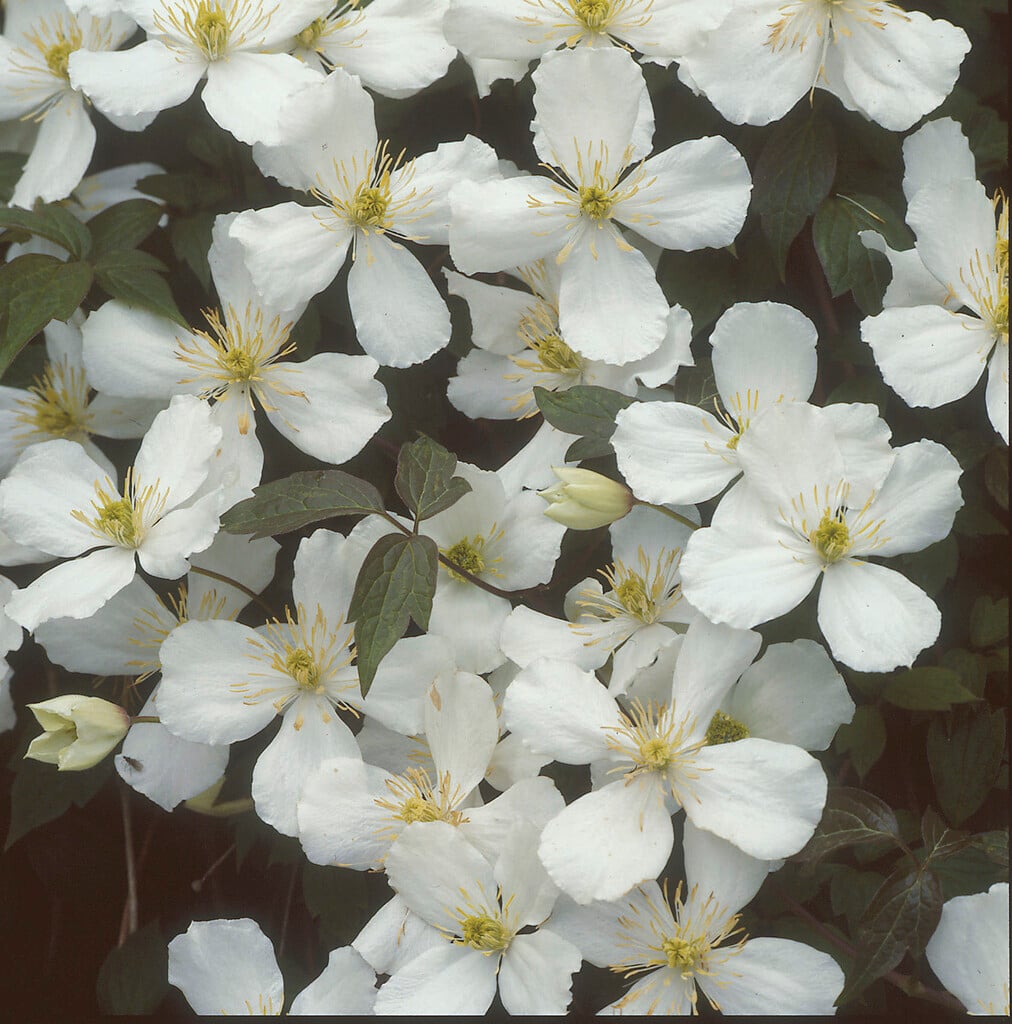 white anemone clematis