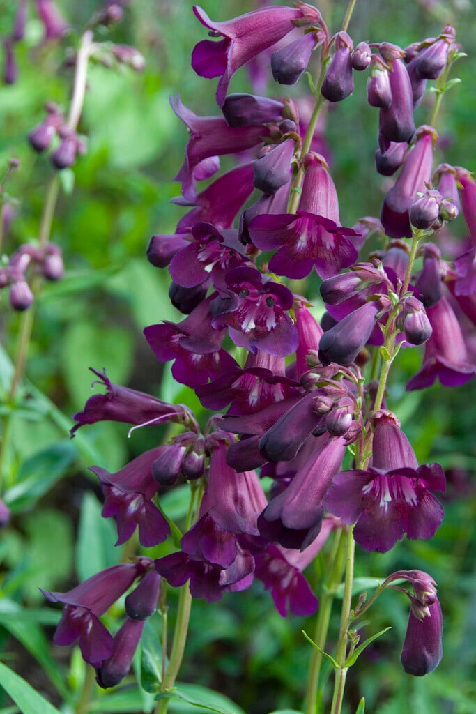 penstemon 'Raven'
