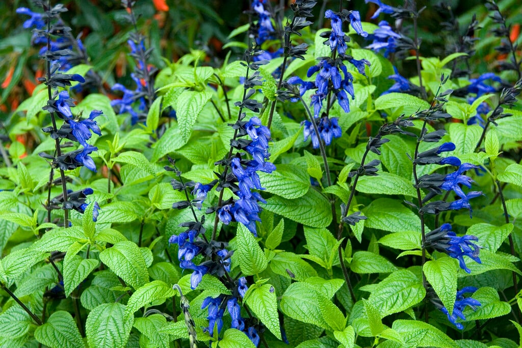 anise-scented sage 'Black and Blue'