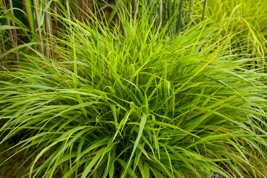 Japanese forest grass