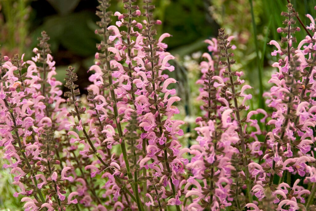clary 'Pink Delight'