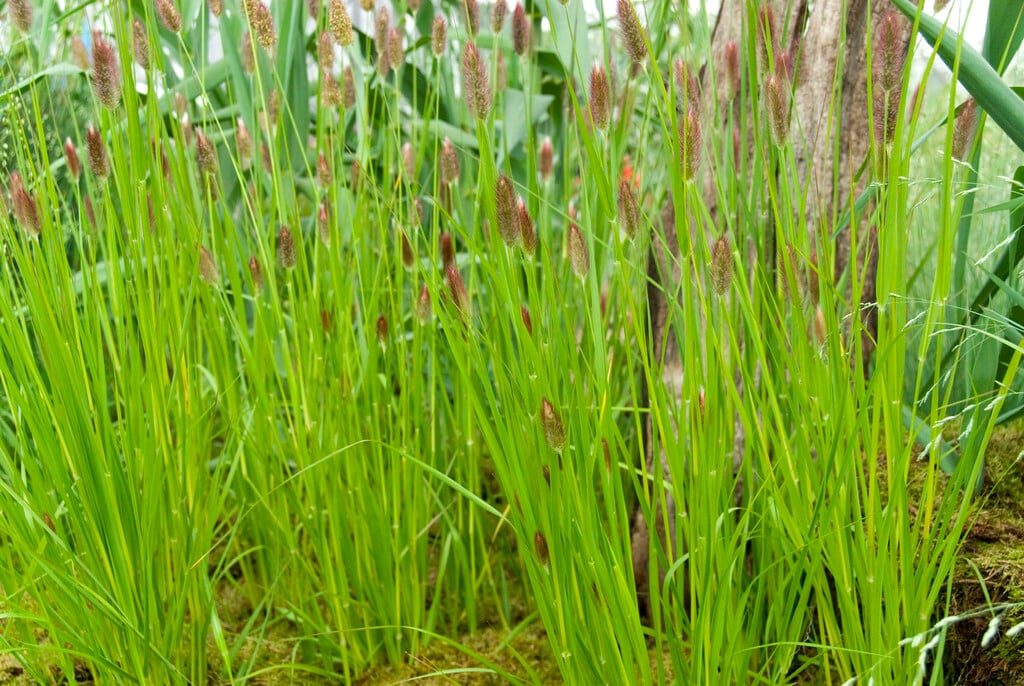 fountain grass 'Red Buttons'