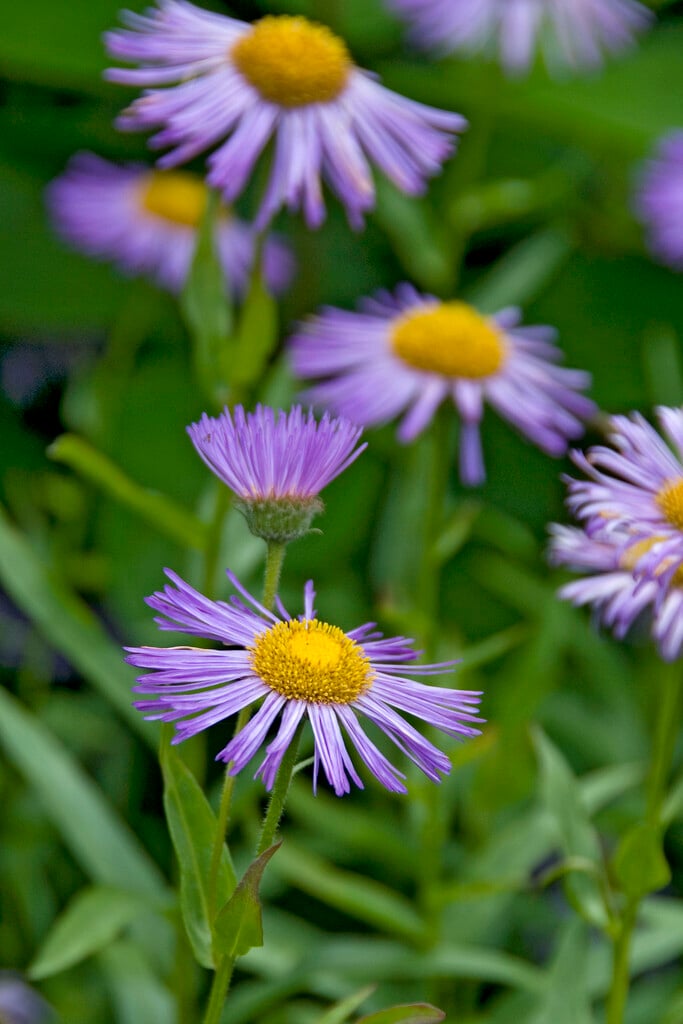 Plant image