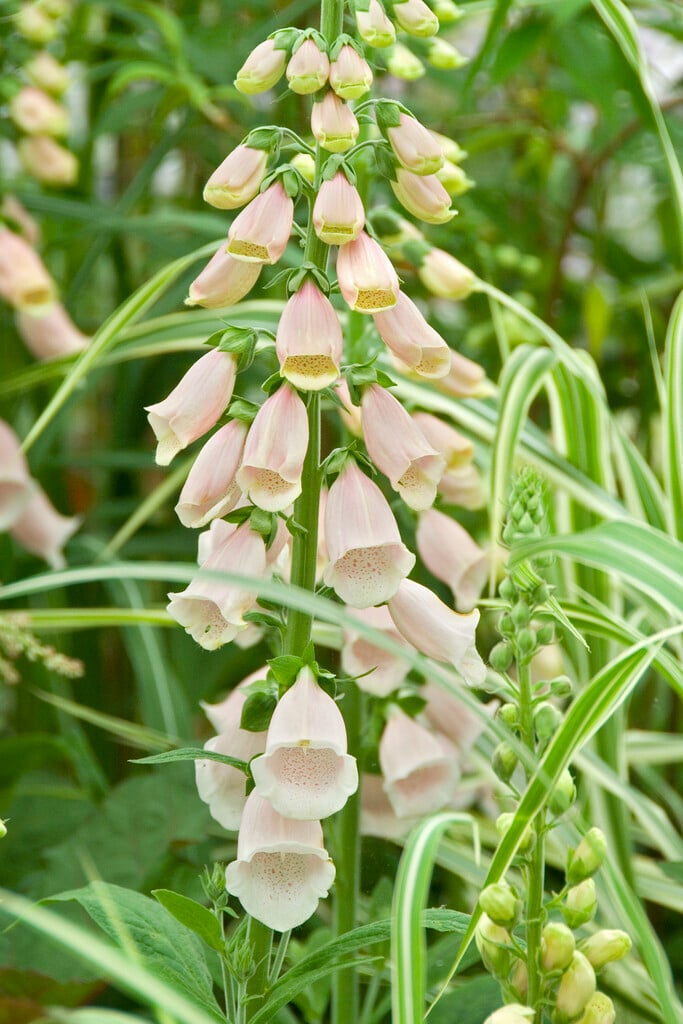 foxglove 'Sutton's Apricot'