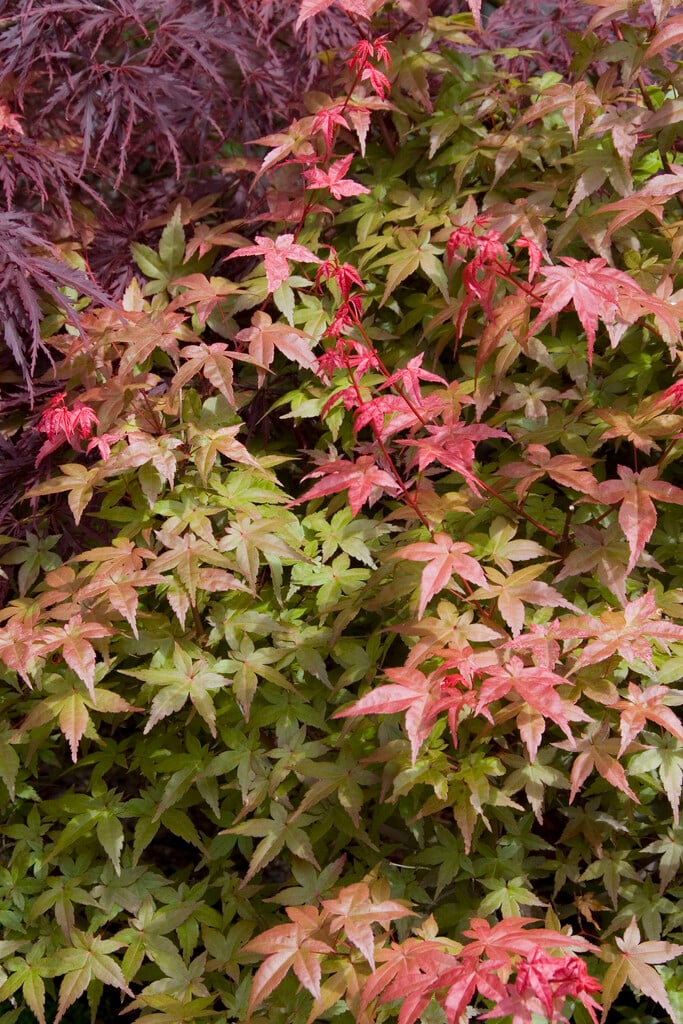 Japanese maple 'Shin-deshojo'