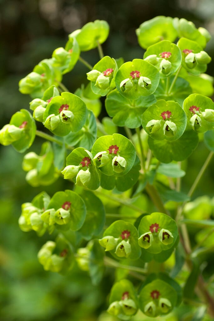 Martin's spurge