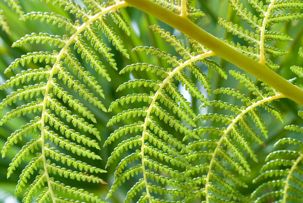 soft tree fern