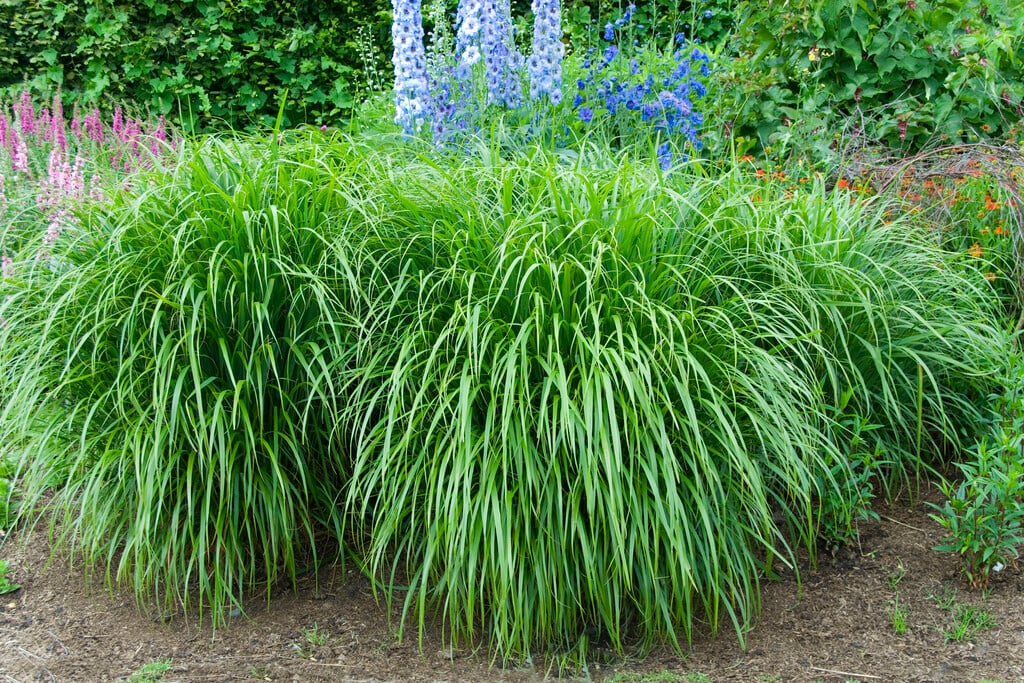 Korean feather reed grass