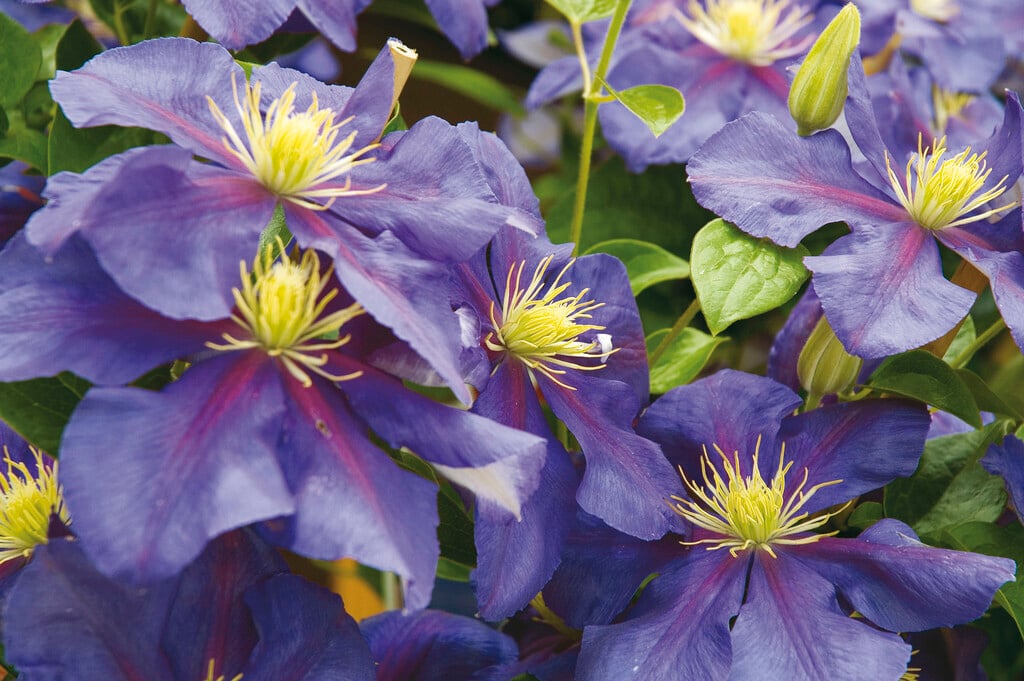 clematis 'General Sikorski'