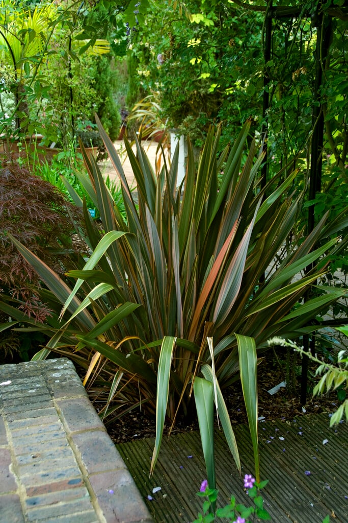 flax lily 'Sundowner'