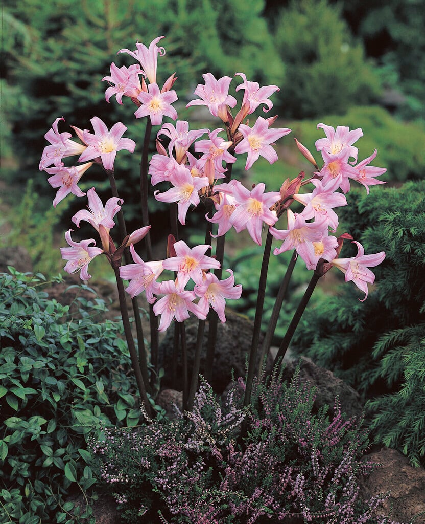 Plant image