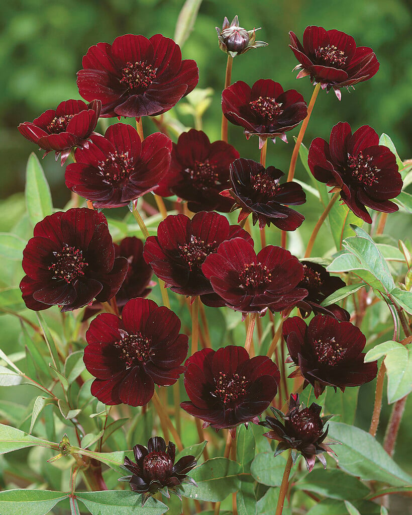 chocolate cosmos