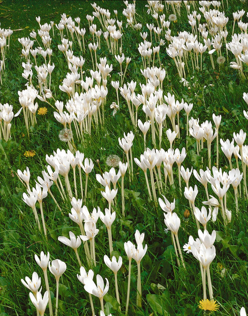 meadow saffron 'Album'