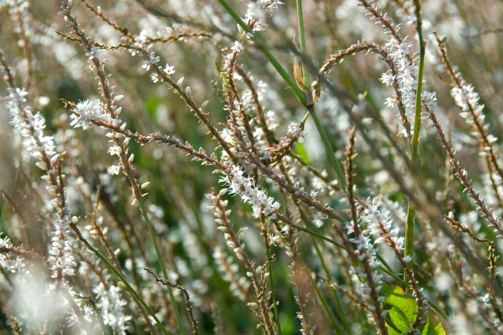 white-flowered red bistort