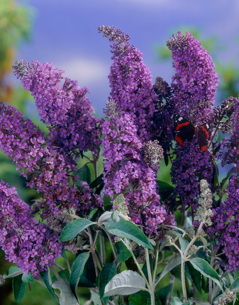 butterfly bush 'Lochinch'