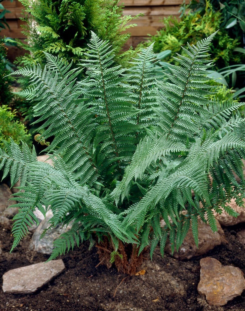 alpine wood fern