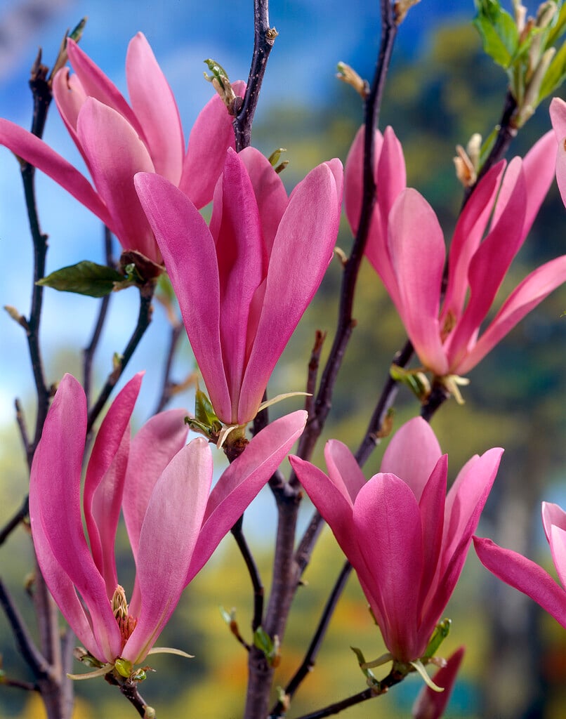 magnolia 'Susan'