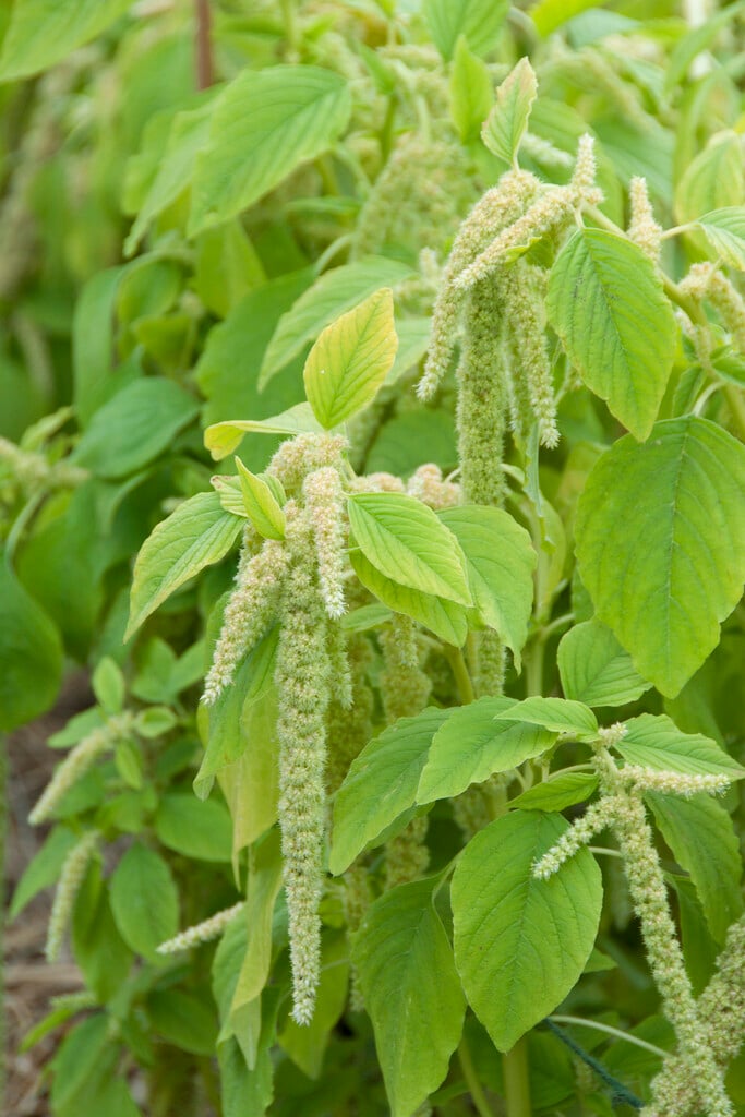 love-lies-bleeding 'Viridis'