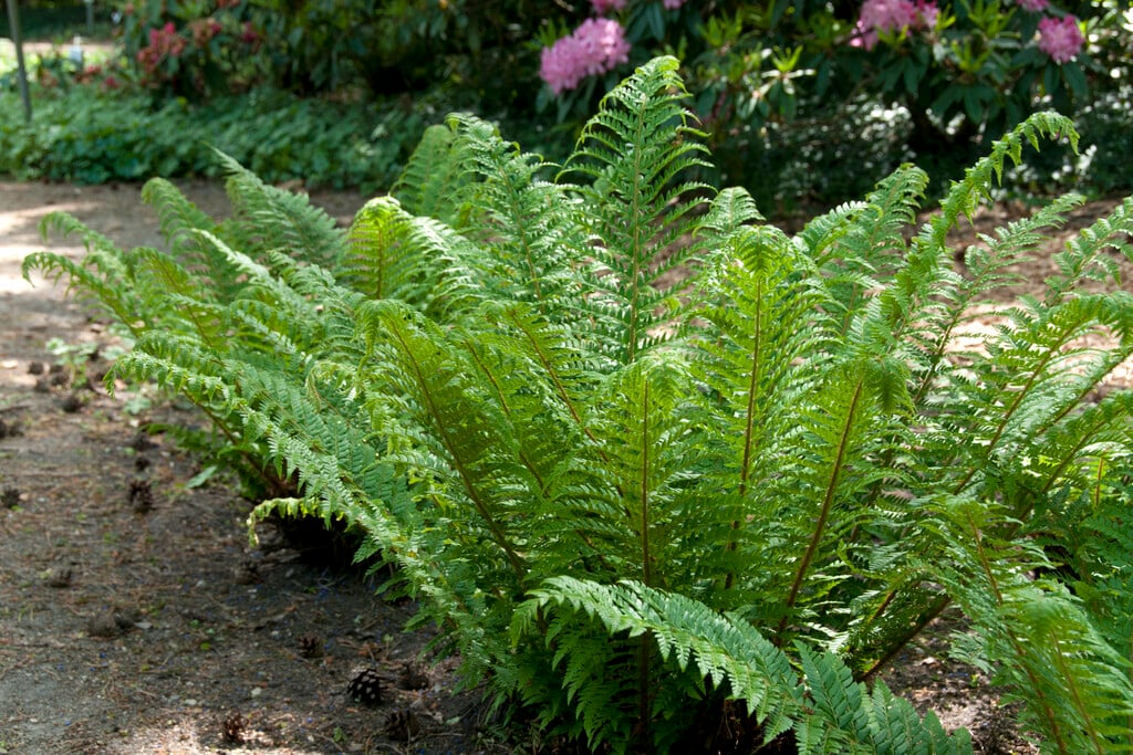 hard shield fern