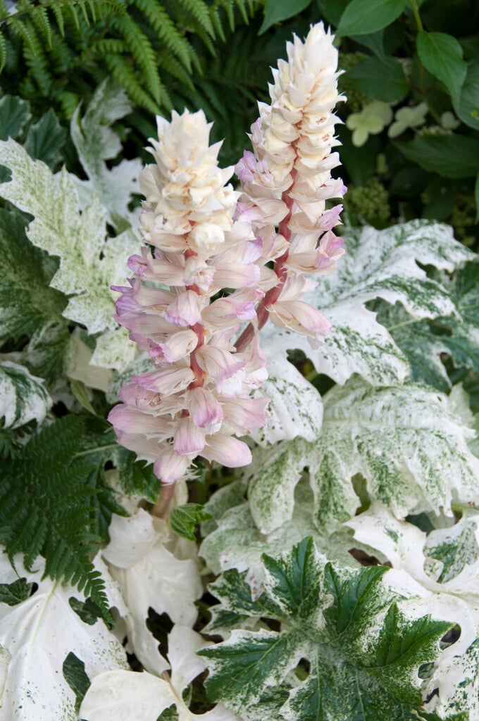 bear's breech 'Whitewater'