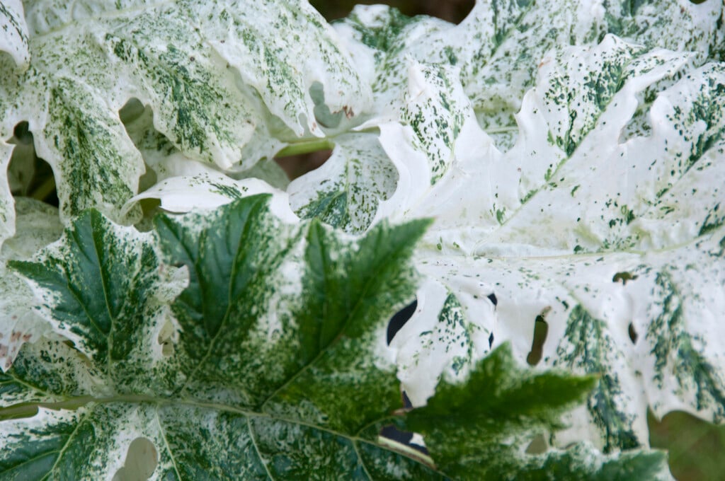 bear's breech 'Whitewater'