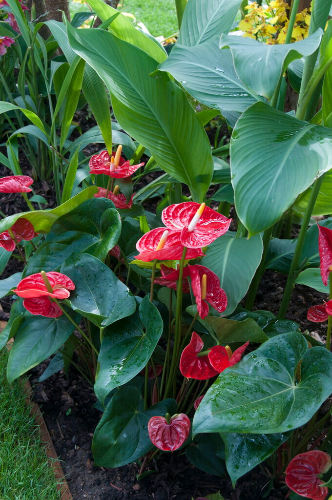 flamingo flower