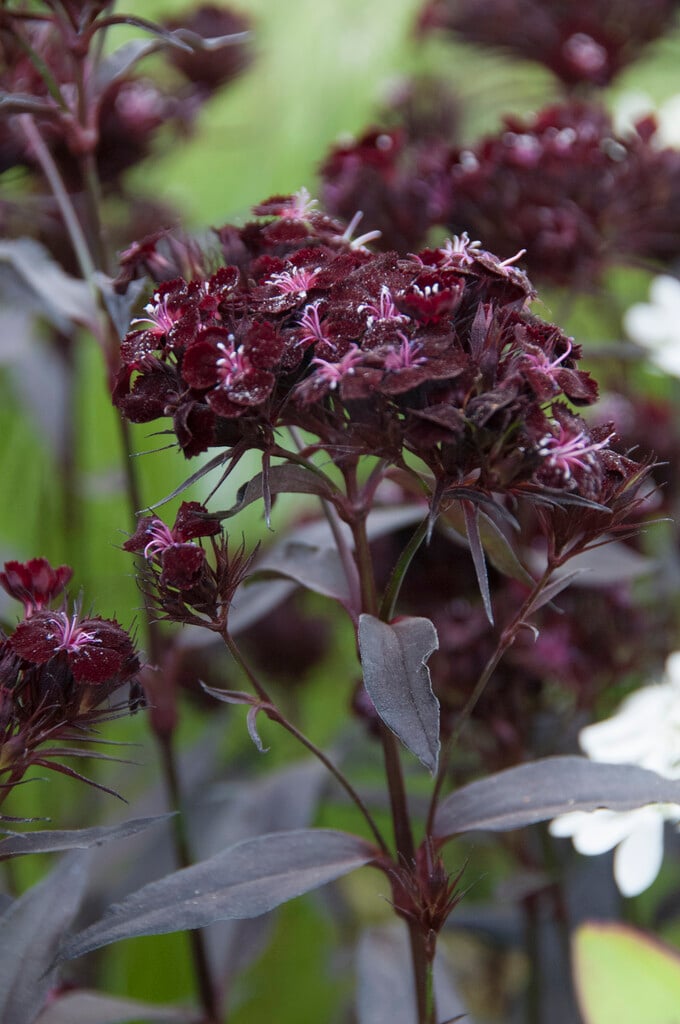 sweet william 'Monksilver Black'