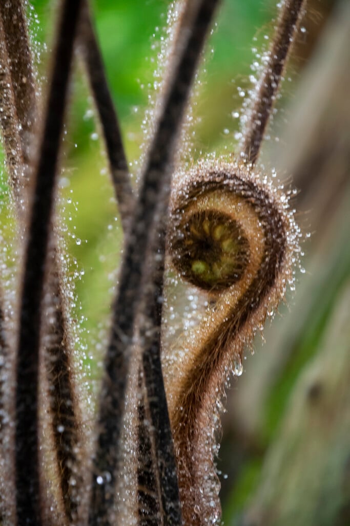 New Zealand tree fern