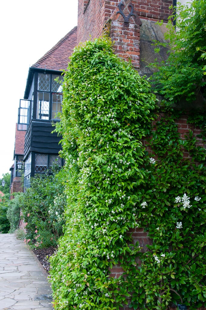 Asiatic jasmine